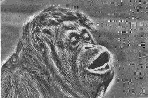  Orangutan    Equalize